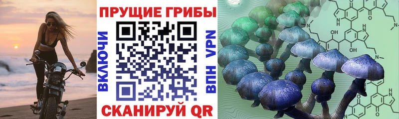 Галлюциногенные грибы Cubensis  блэк спрут как зайти  Бирюч 